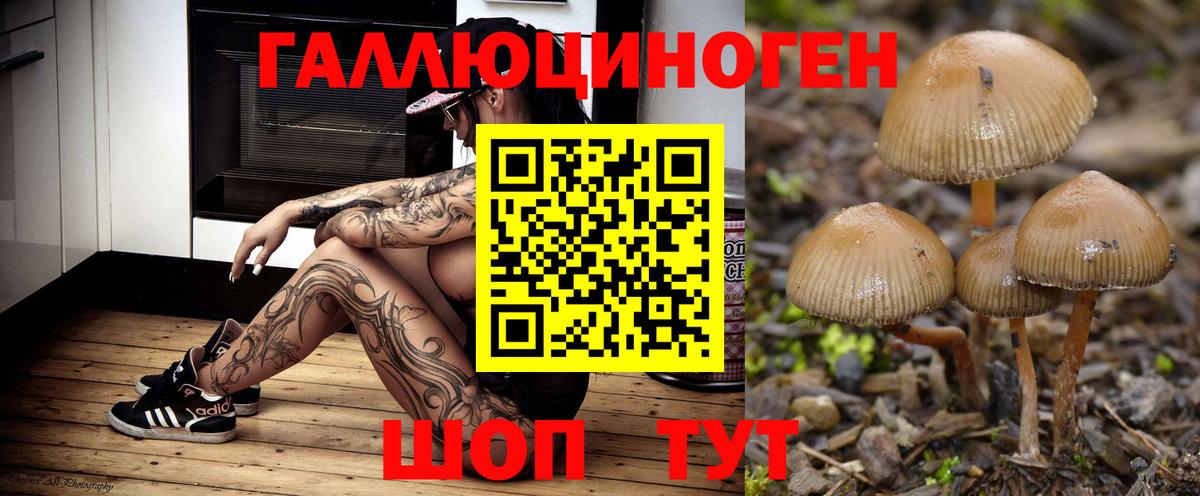 Каменск-Шахтинский  Псилоцибиновые грибы Psilocybe  Вход с VPN 